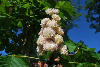 Aesculus hippocastanum 'Baumannii' - jírovec koňský 'Baumannii'